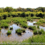 Ratargul Swamp Forest_25